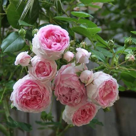 Apartament Am Untergut In Der Klingelstrasse *